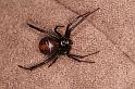 Latrodectus_hasselti_D7221_Z_89_Alexandra hills Brisbane_Australie